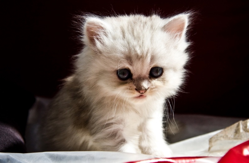 Котёнок Пушок